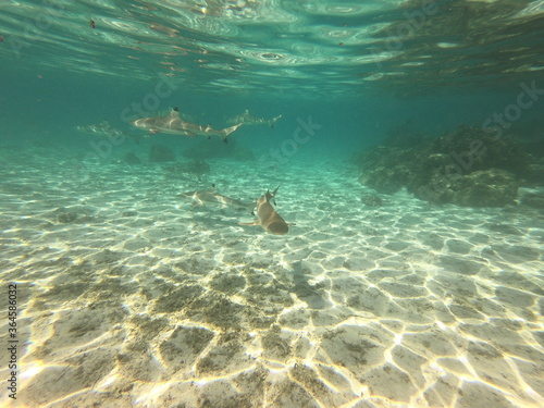 Requins pointes noires, lagon de Taha'a, Polynésie française © Atlantis