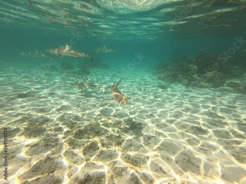 Requins pointes noires, lagon de Taha'a, Polynésie française © Atlantis