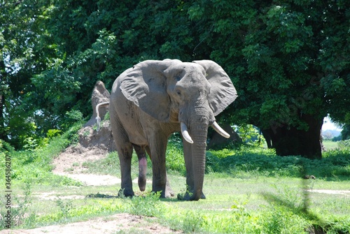 Słoń (loxodonta africana) , samotny samiec szukajacy partnerki w Parku Narodowym Krugera w Afryce #364586287