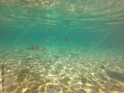 Requins pointes noires  lagon de Taha a  Polyn  sie fran  aise