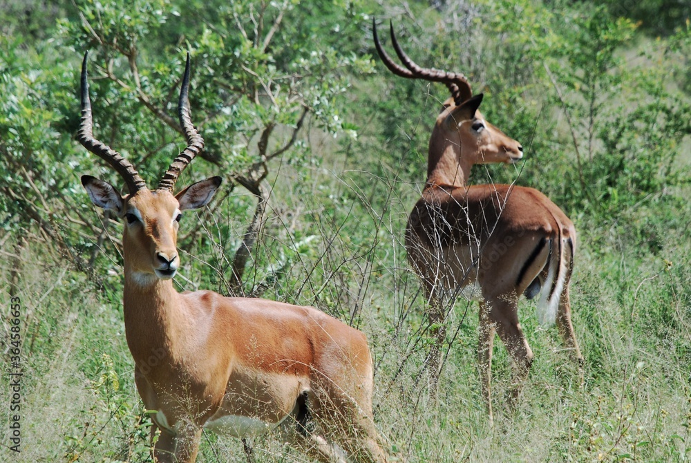 Antylopy (antilopinae) biegające w buszu wśród zieleni w Parku Narodowym w Mana Pools w Zimbabwe w Afryce Antylopy (antilopinae) biegające w buszu wśród zieleni w Parku Narodowym w Mana Pools w Zimbabwe w Afryce