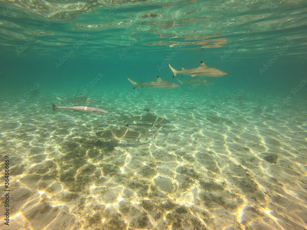 Fototapeta premium Requins et rémora, lagon de Taha'a, Polynésie française