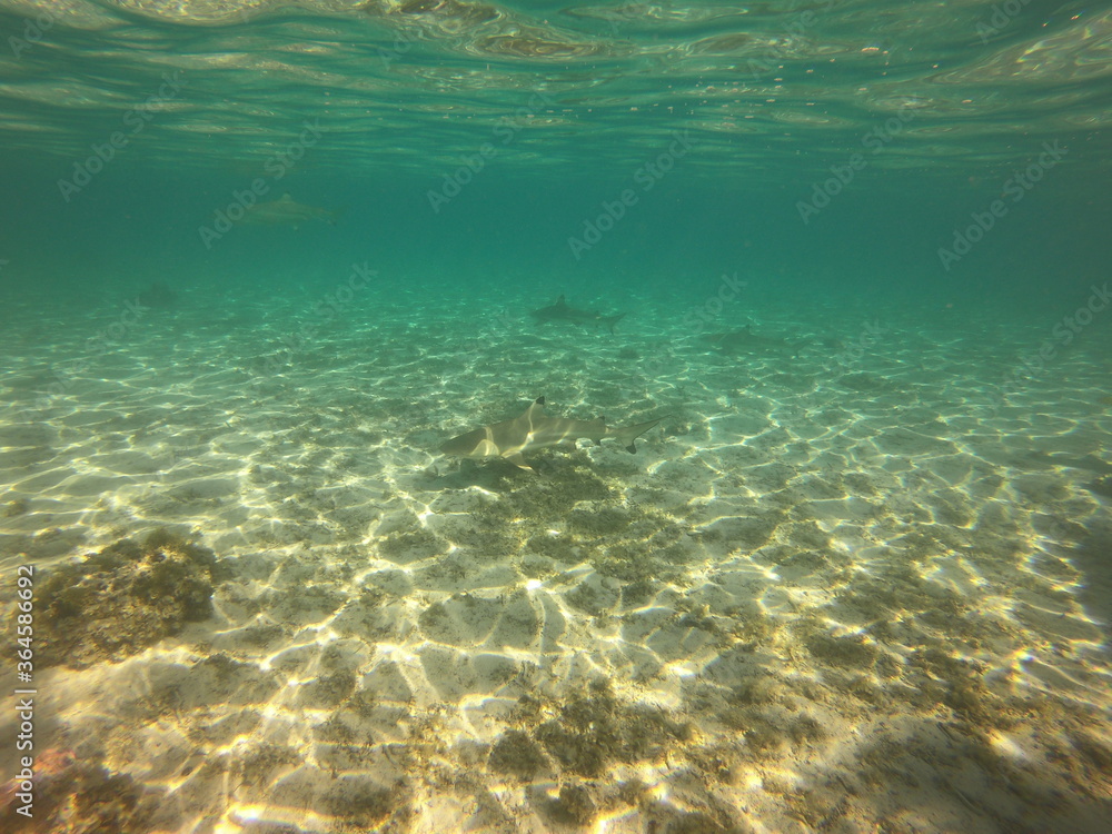 Requins pointes noires, lagon de Taha'a, Polynésie française Requins pointes noires, lagon de Taha'a, Polynésie française