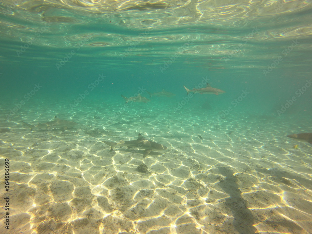 Fototapeta premium Prédateurs du lagon de Taha'a, Polynésie française