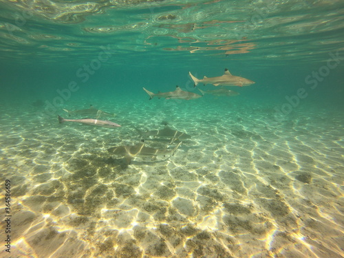 Requins et rémora, lagon de Taha'a, Polynésie française © Atlantis