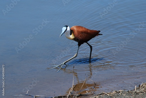 Ptak brodzący w wodzie w Parku Narodowym Mana Pools w Zimbabwe w Afryce