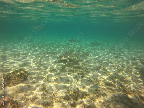 Requins pointes noires, lagon de Taha'a, Polynésie française