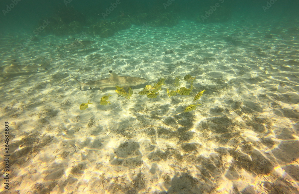 Poissons et requins dans le lagon de Taha'a, Polynésie française