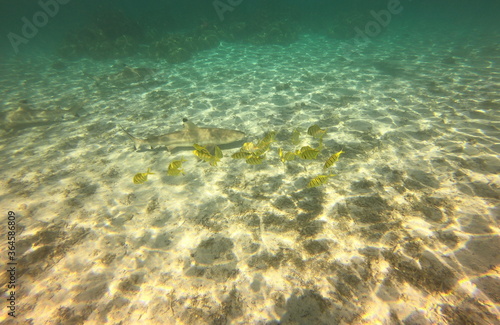 Poissons et requins dans le lagon de Taha a  Polyn  sie fran  aise