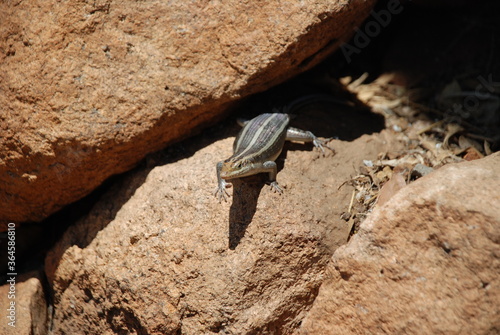 Jaszczurka w promieniach słońca na skalnym wzniesieniu - Afryka, gad, park narodowy