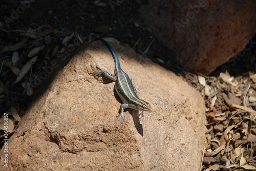Jaszczurka (lacertilia)  biegnąca po skale w promieniach słońca w Parku Narodowym Krugera w RPA w Afryce