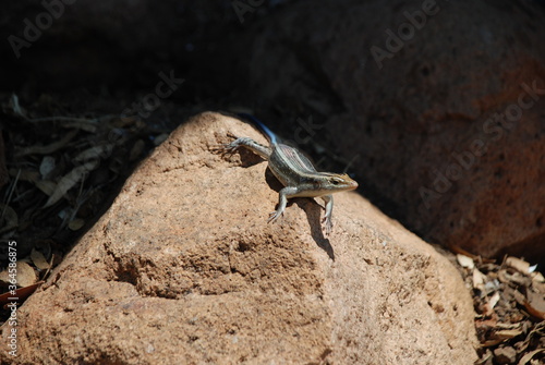 Jaszczurka (lacertilia)uciekająca z cienia w stronę słońca w parku narodowym Krugera w RPA w Afryce