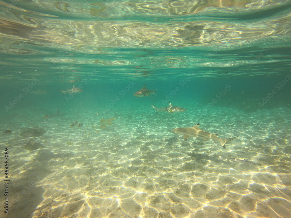 Fototapeta premium Requins pointes noires, lagon de Taha'a, Polynésie française