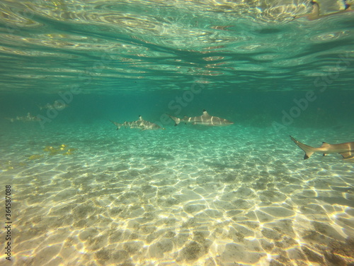 Requins pointes noires à Taha'a, Polynésie française