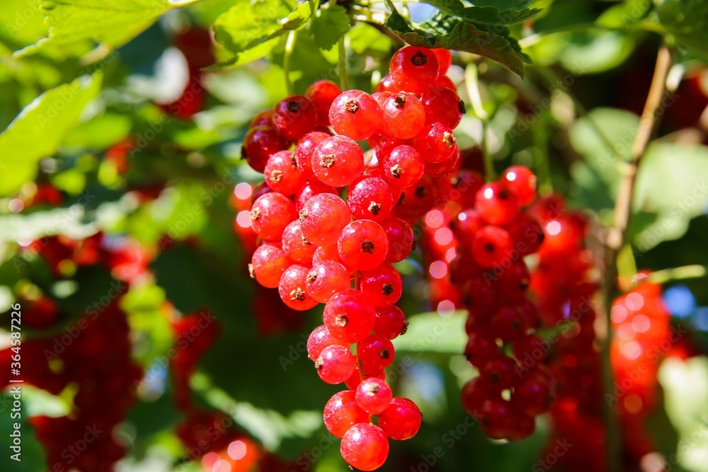 Closeup of isolated bright ripe juicy gooseberries (ribes rubrum) hanging on bush in german fruit plantation in summer - Germany
