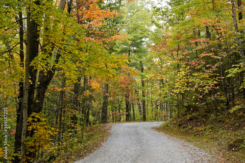 Fototapeta Naklejka Na Ścianę i Meble -  Autumn foliage along Rich Mountain Road out of Cades Cove, Great Smoky Mountains National Park, Tennessee