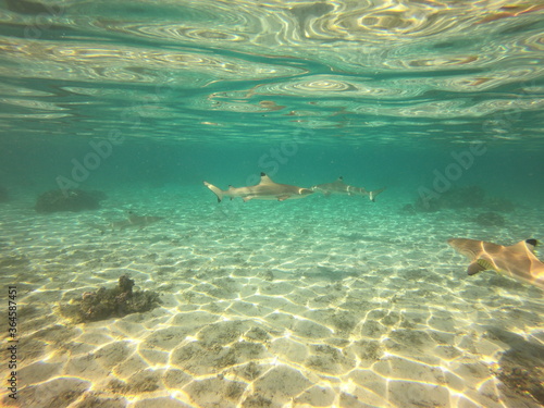 Requins pointes noires à Taha'a, Polynésie française