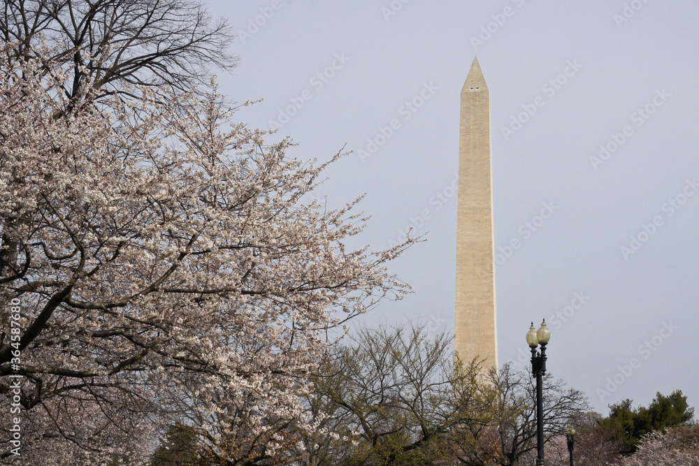 Washington Monument and cherry trees in bloom, Washington, DC