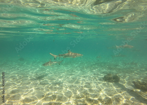 Requins de lagon à Taha'a, Polynésie française © Atlantis