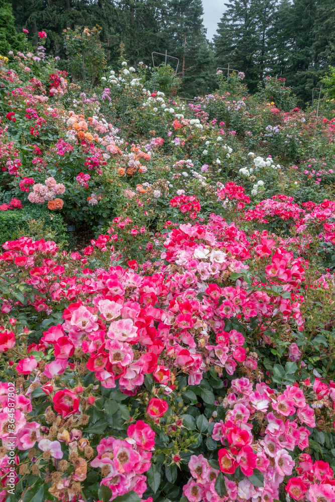 Fototapeta premium Portland international rose garden