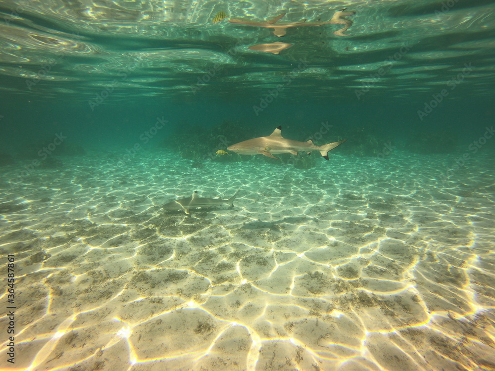 Fototapeta premium Requins pointes noires, lagon de Taha'a, Polynésie française