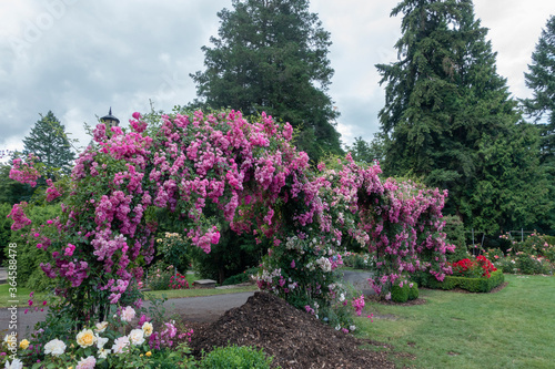 Fototapeta Naklejka Na Ścianę i Meble -  Portland international rose garden