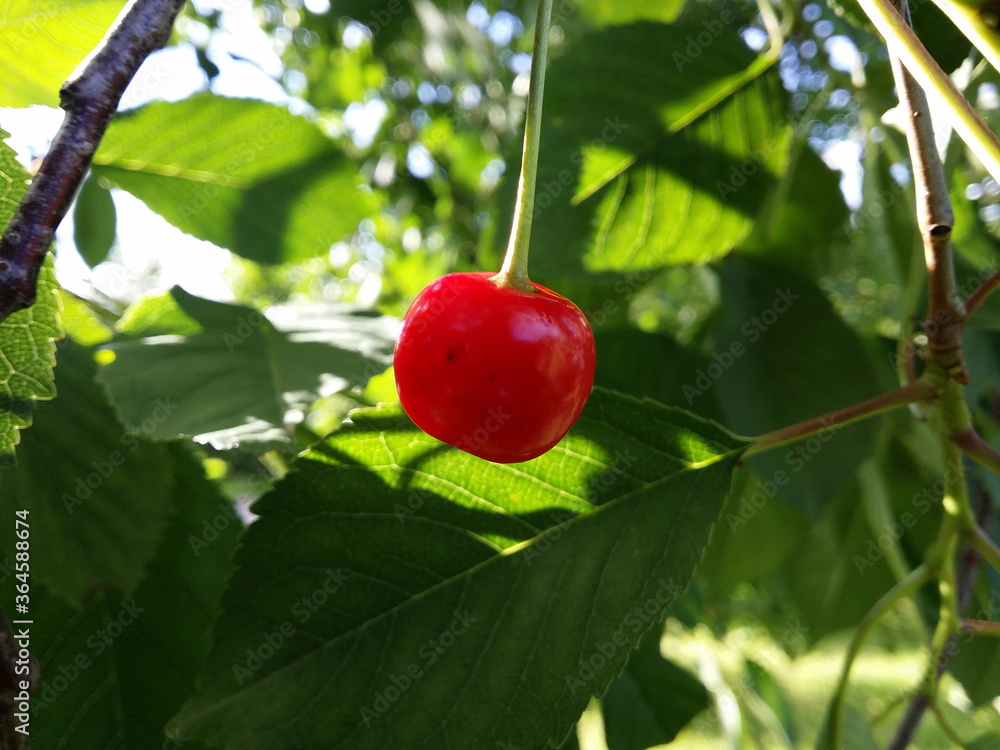 Red cherry inside own bush. Close-up.