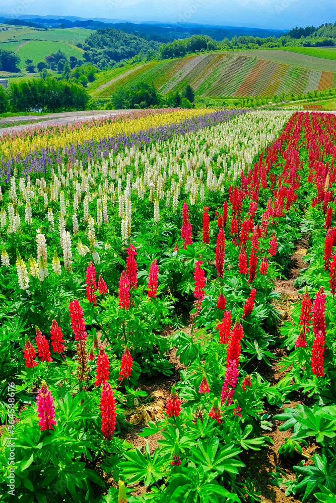 北海道の花畑 北海道の花畑