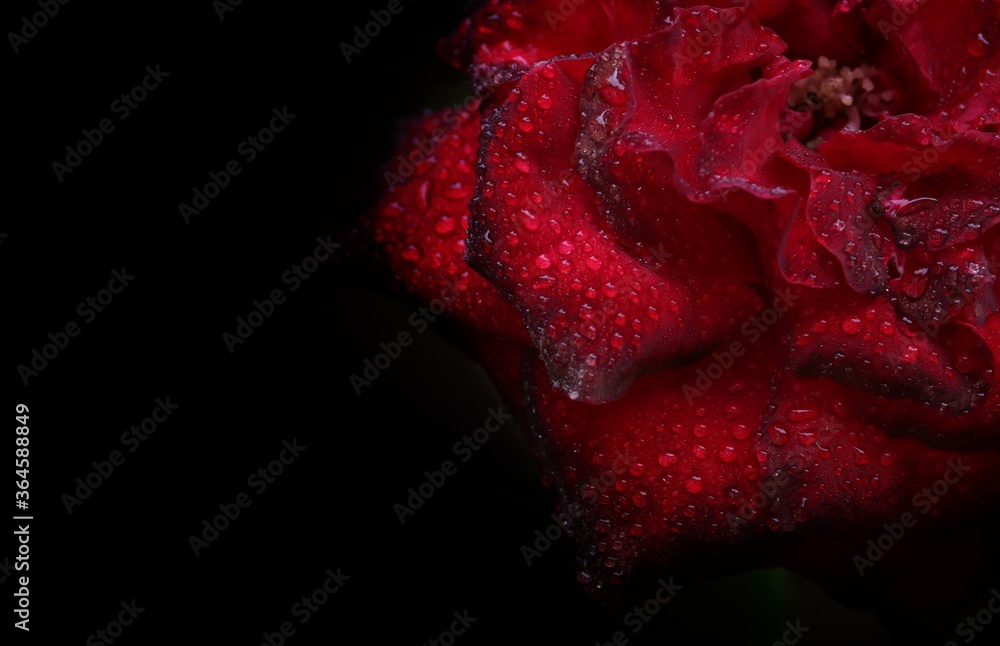 Closeup of Red Rose Petals with Water Droplets Isolated in Black Background, Perfect for Wallpaper Closeup of Red Rose Petals with Water Droplets Isolated in Black Background, Perfect for Wallpaper