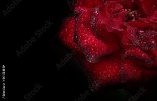Closeup of Red Rose Petals with Water Droplets Isolated in Black Background  Perfect for Wallpaper