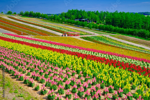 北海道の花畑