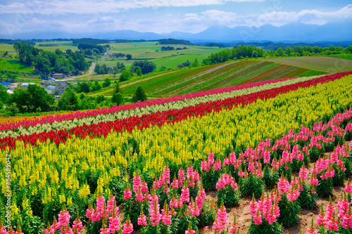 北海道の花畑