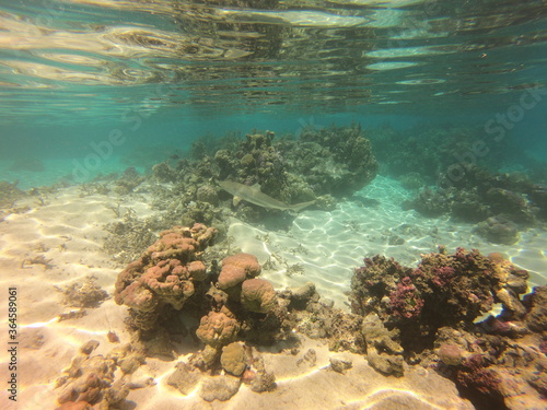Requin de récif, jardin de corail de Taha'a, Polynésie française