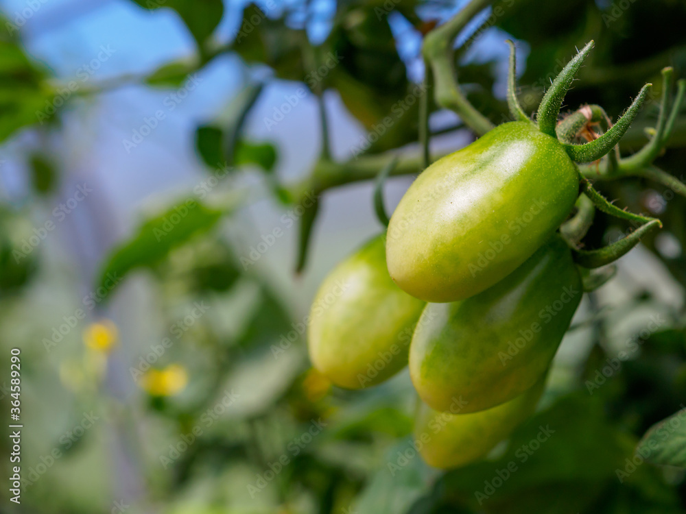 Selective focus on green tomato fruits on the branches in the greenhouse. Growing organic green vegetables in a home garden. Copy space Selective focus on green tomato fruits on the branches in the greenhouse. Growing organic green vegetables in a home garden. Copy space
