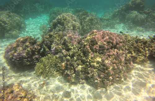 Récif de corail, lagon de Taha'a, Polynésie française