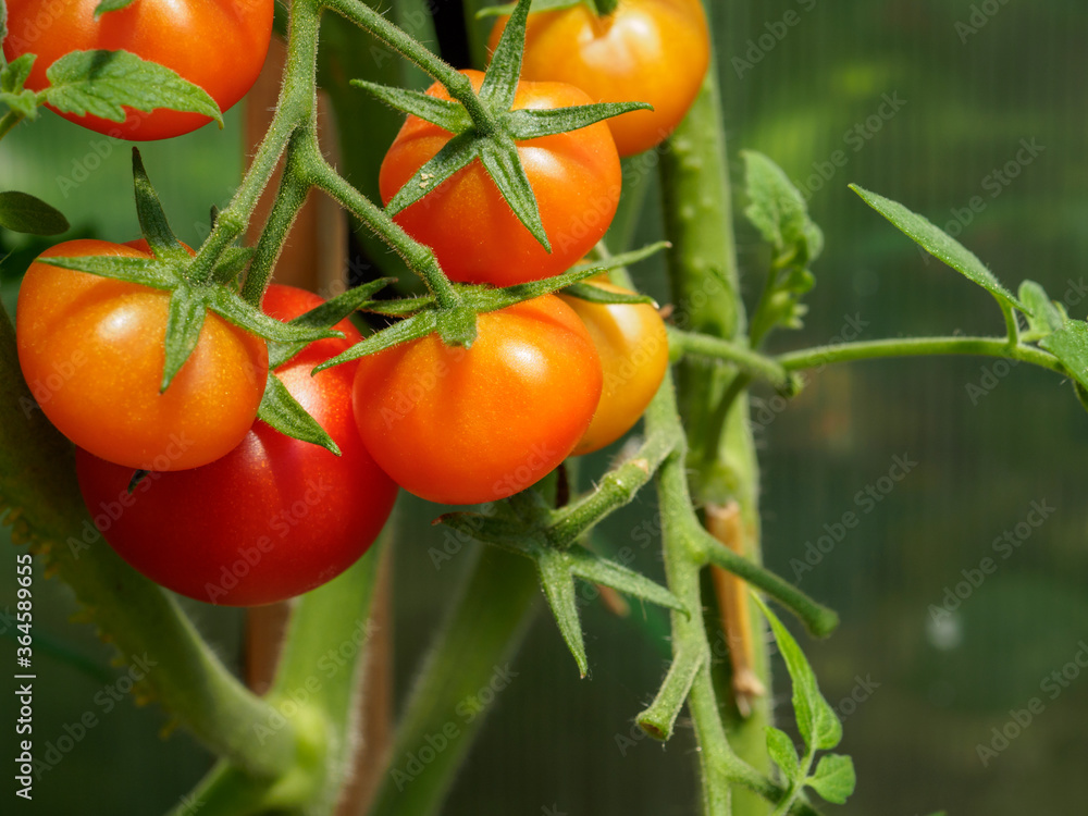 Selective focus on ripe red tomatoes on the branches in the greenhouse. Growing organic green vegetables in a home garden. Copy space
