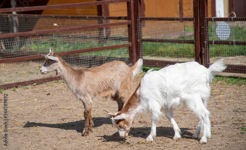 Two baby goats, white and brown, in a paddock on a livestock farm.