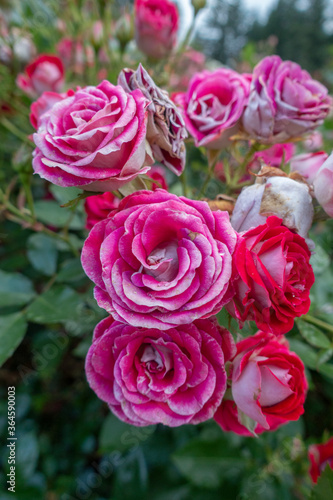 Portland international rose garden