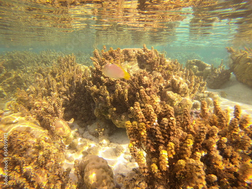 Jardin de corail de Taha'a, Polynésie française 