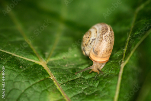 A snail creeps on a green and fresh leaf of grapes in the dark.