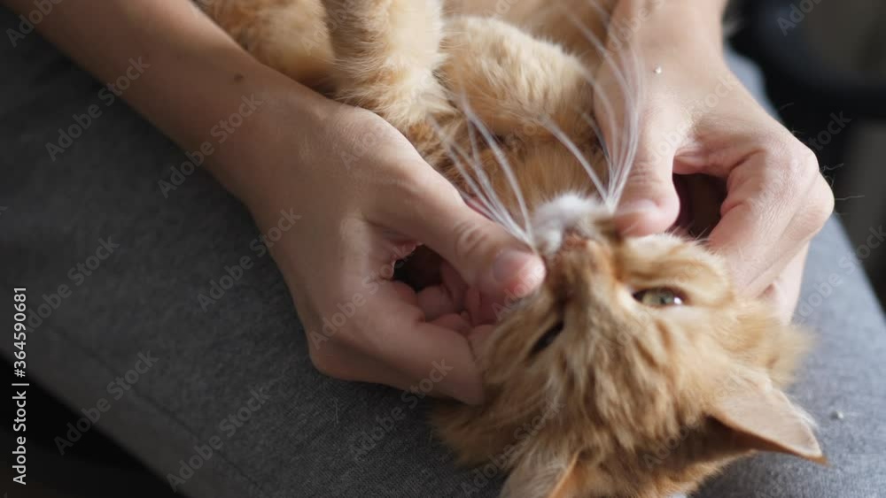Cute ginger cat lying on woman's knees. Woman strokes fluffy pet, it bites playfully. Cozy morning at home. Cute ginger cat lying on woman's knees. Woman strokes fluffy pet, it bites playfully. Cozy morning at home.