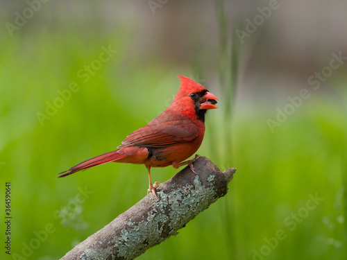 Male Northern Cardinal on a branch