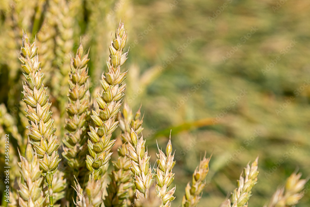 Cereal spikes in close-up in a cereal field. Selective focus. Soft focus