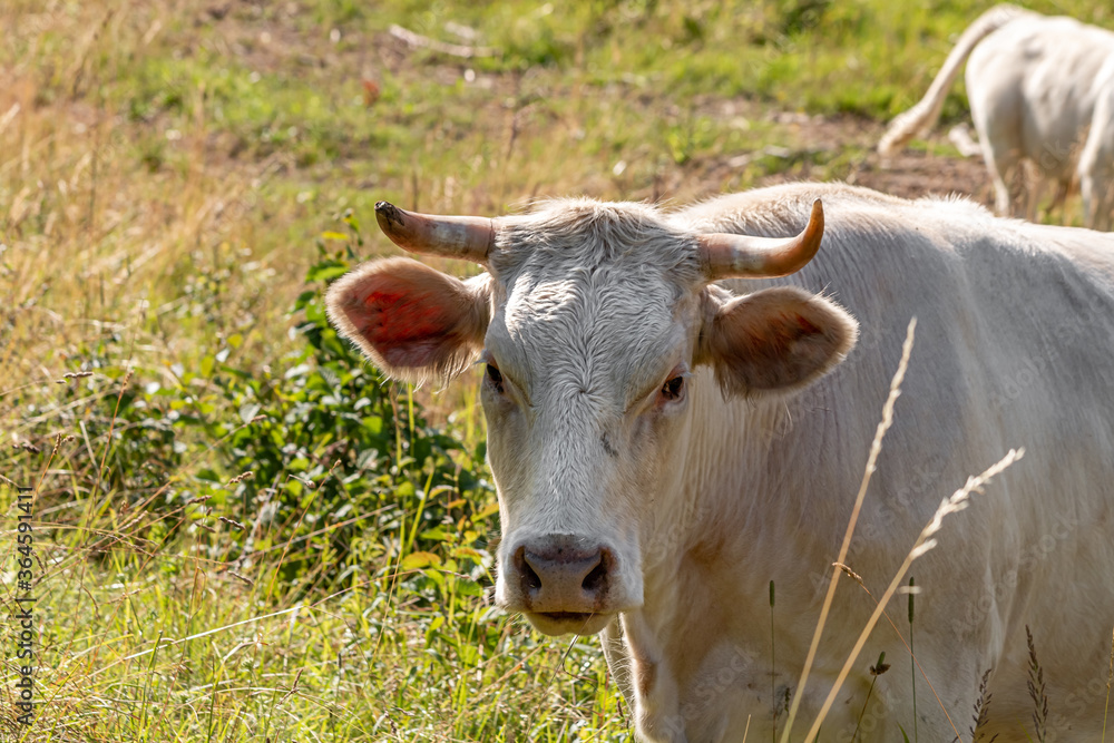 White cow grazing. The cow looks up