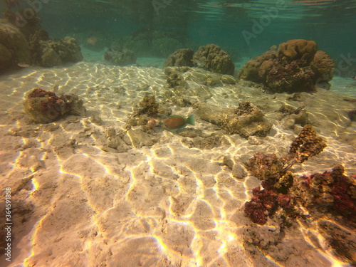 Poissons perroquet, jardin de corail de Taha'a, Polynésie française