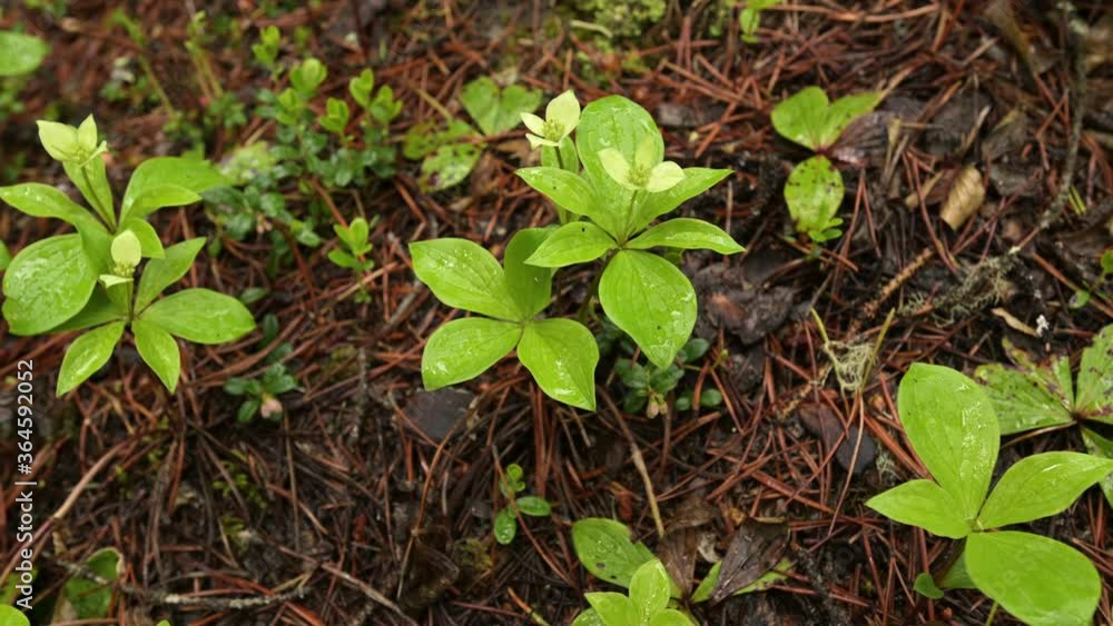 Close-up of a group of greenish white Canadian Bunchberry flowers after a rainfall. The flowers and leaves are wet from recent rainfall.
Close-up of a group of greenish white Canadian Bunchberry flowers after a rainfall. The flowers and leaves are wet from recent rainfall.
