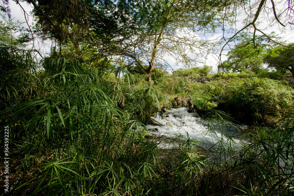Obraz premium Mzima Springs, Tsavo West National Park, Kenya