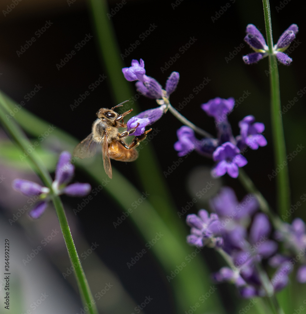 Honey bee foraging in lavender flowers Honey bee foraging in lavender flowers