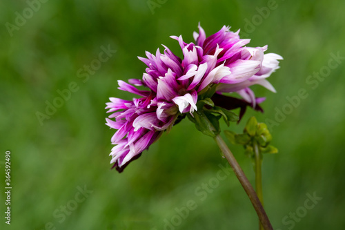 purple dahlia flowers in the garden. Selective focus green copy space background. 