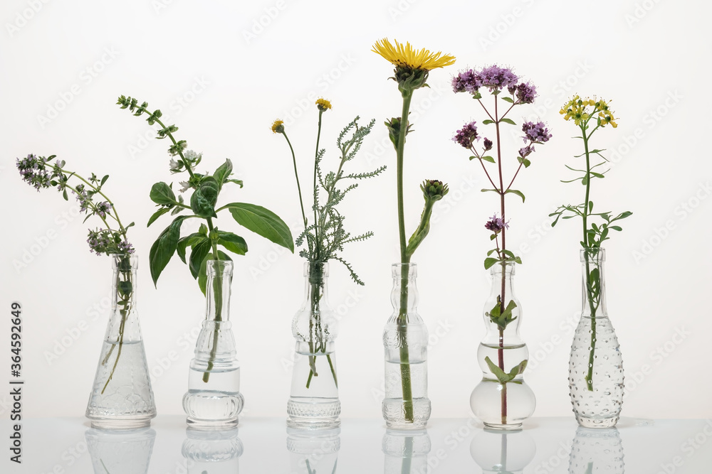 Creeping thyme, santolina, elecampane, common rue and other herbs in glass bottles